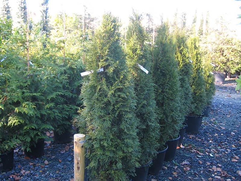 Thuja Occ Smaragd 2b