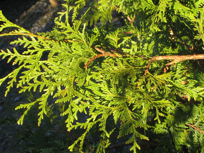 Thuja Plicata 2b