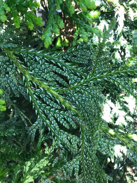 Thujopsis dolobrata Variegata 2