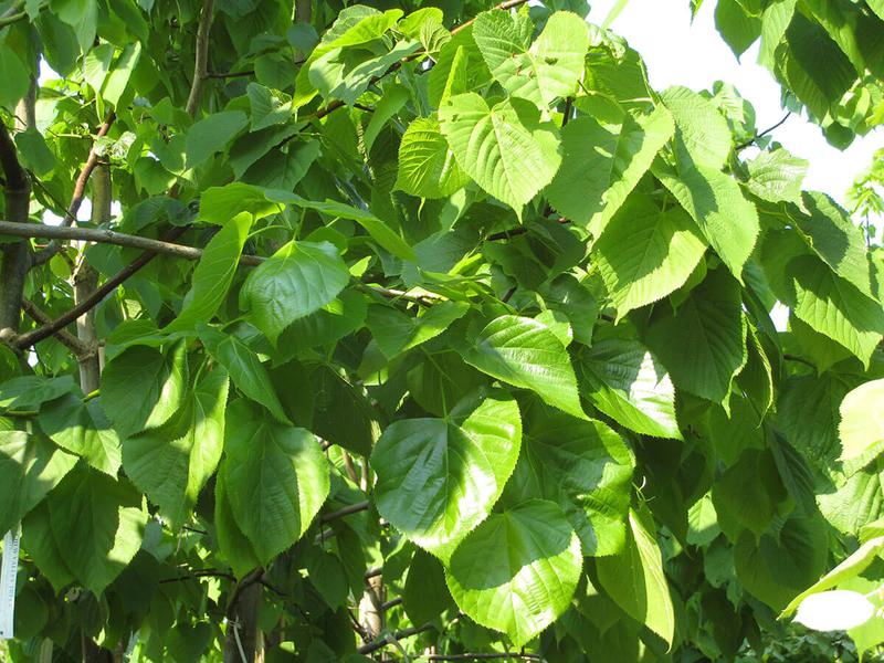 Tilia euchlora5