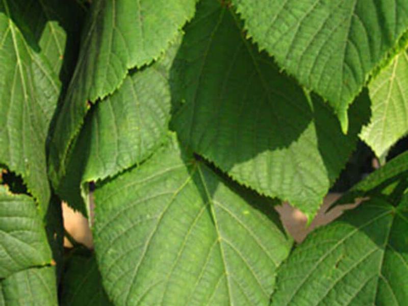 Tilia platyphyllos