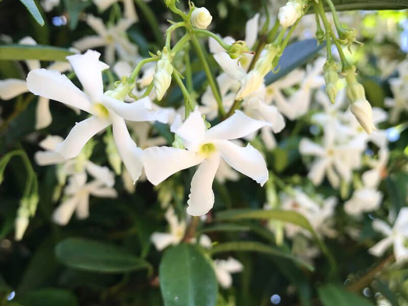 Trachelospermum jasminoides 1