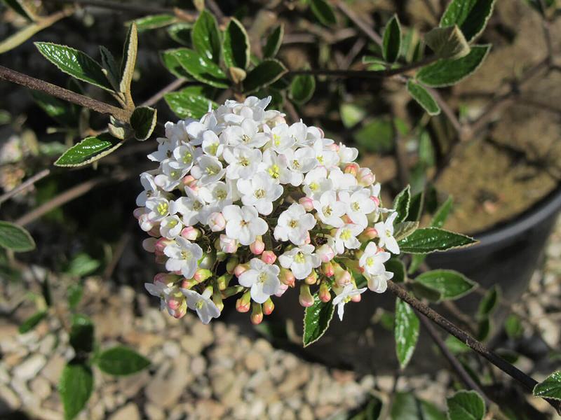 VIBURNUM X BURKWOODII 3