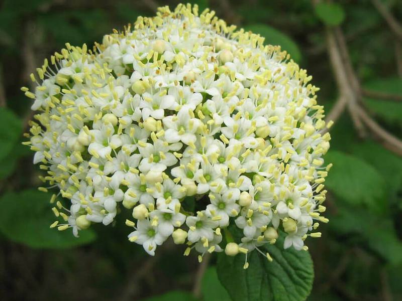 Viburnum lantana 1