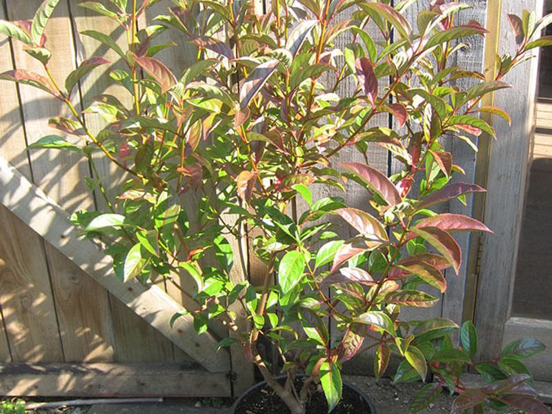 Viburnum Le Bois Marquis 1