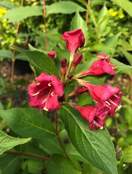 Weigela florida Bristol Ruby 1