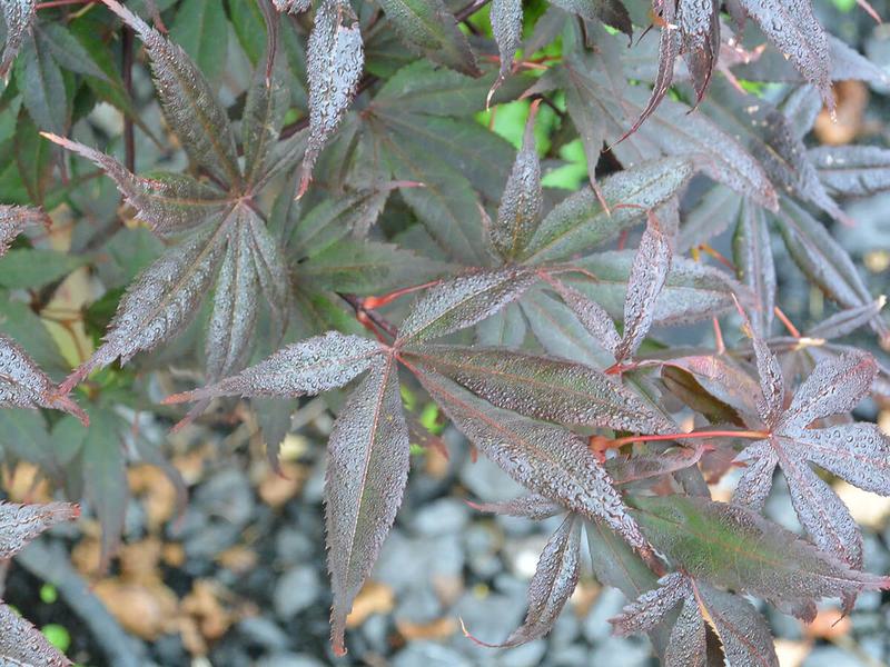 Acer palmatum Bloodgood 1