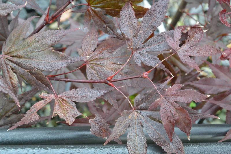 Acer palmatum fire glow