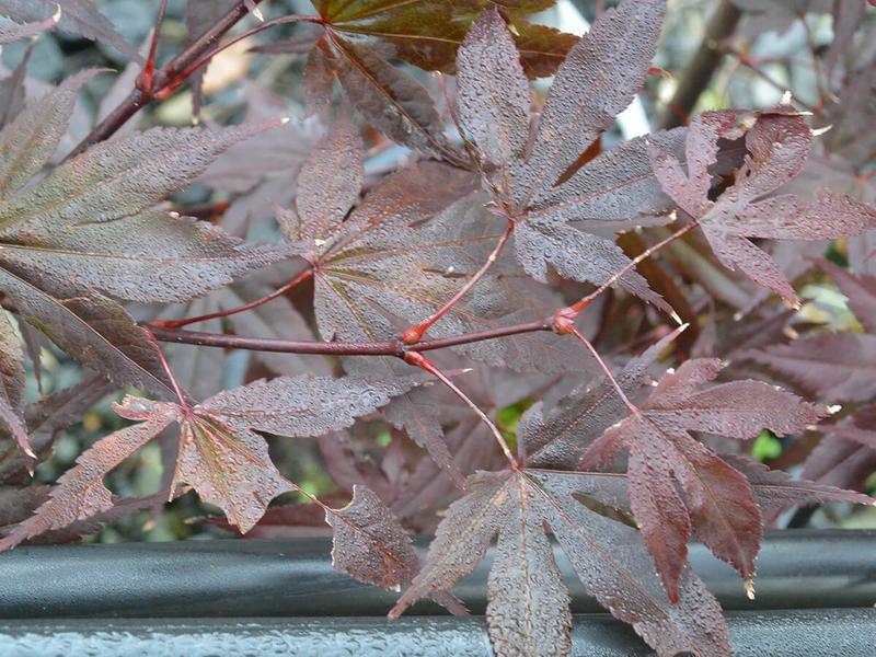 Acer palmatum fire glow