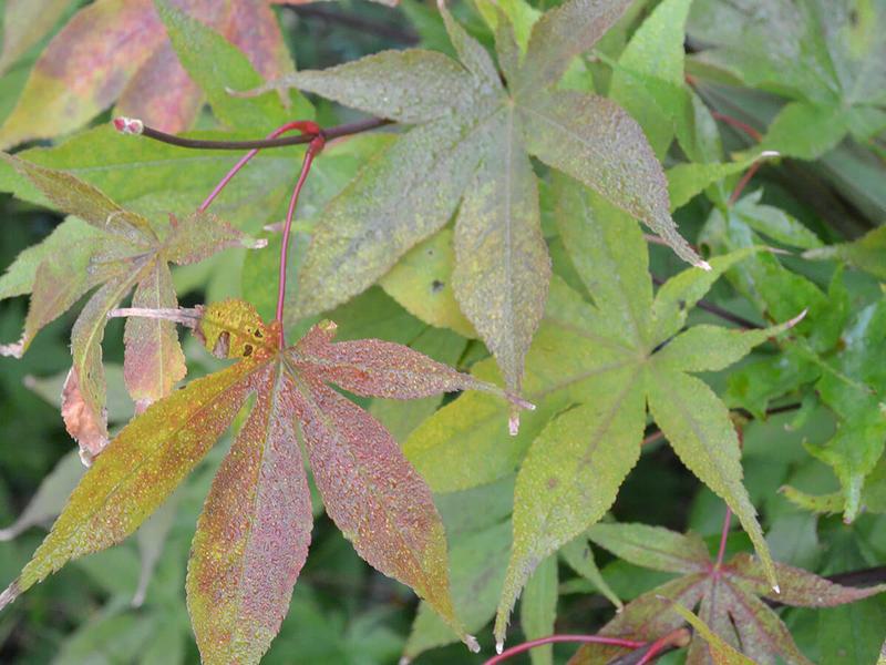 Acer palmatum ozakazuki 1