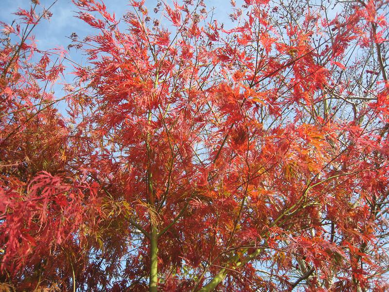 Acer palmatum seiryu 8