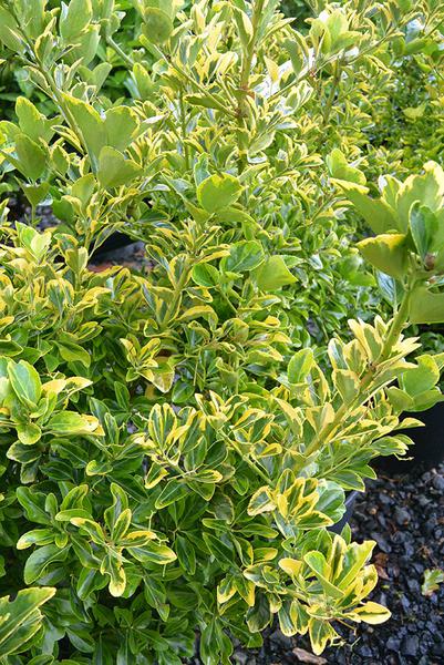 Euonymus japonicus aureomarginatus 3