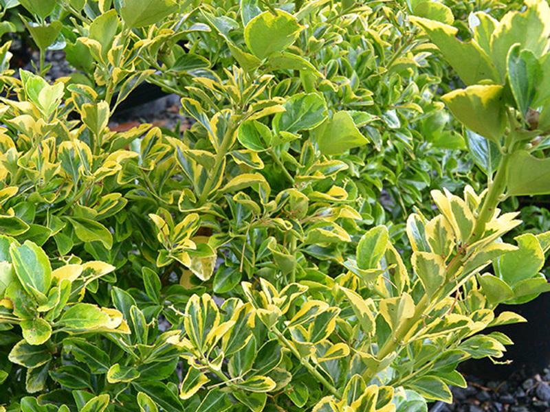 Euonymus japonicus aureomarginatus 3