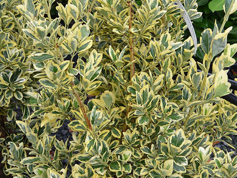 Euonymus japonicus bravo 1