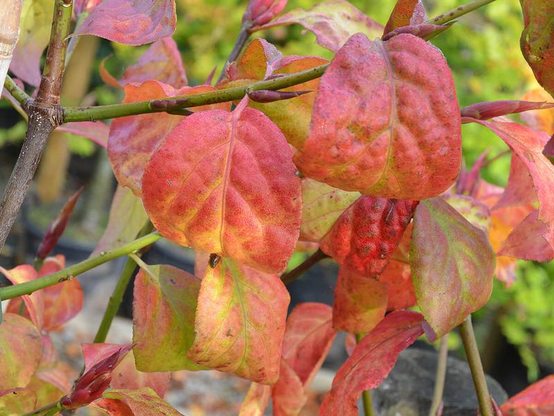 Euonymus planipes 2