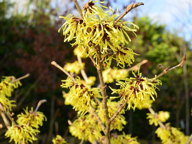 Hamamelis x intermedia arnold promise3