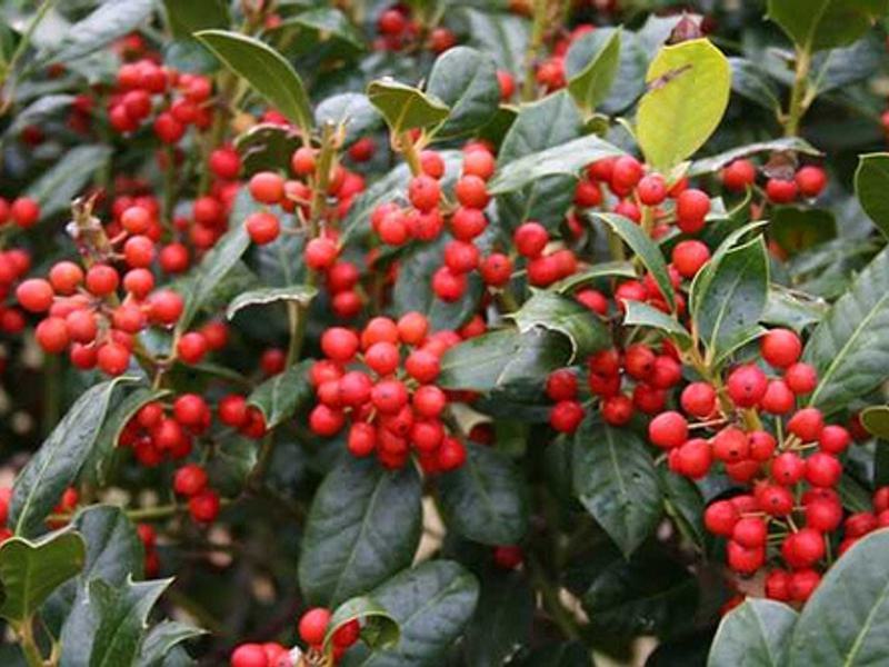 Ilex nellie r stevens