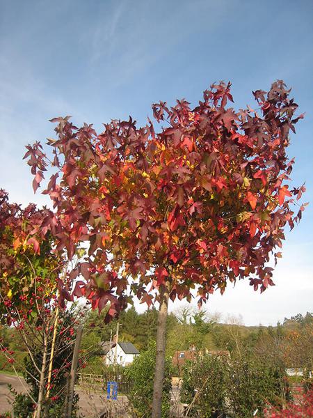Liquidambar styraciflua gumball 1