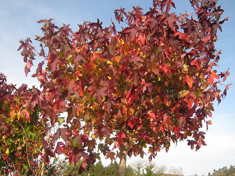 Liquidambar styraciflua gumball 1