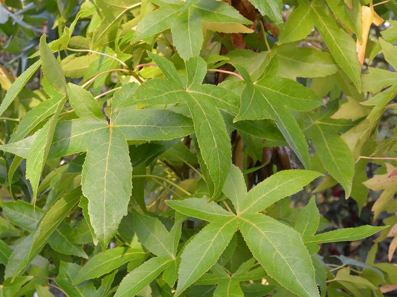 Liquidambar styraciflua slender silhouette 3