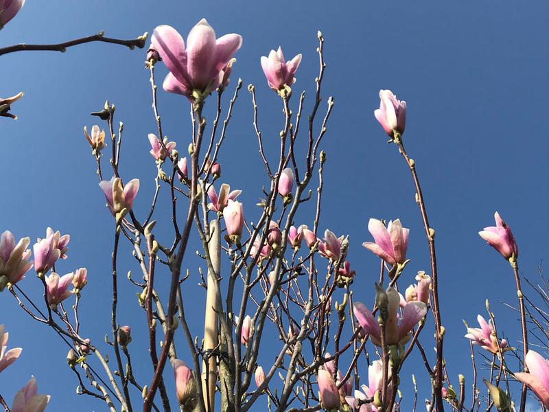 Magnolia heaven scent 1200