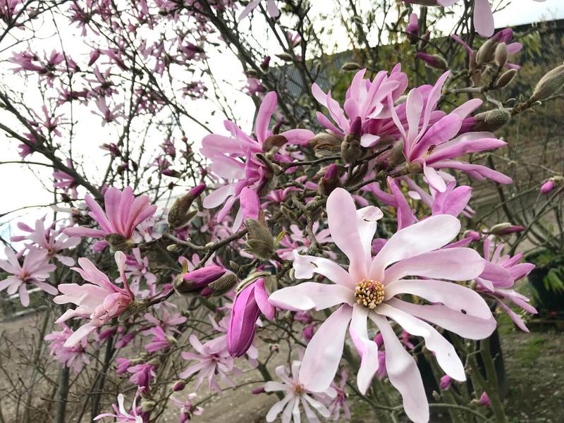 Magnolia leonard messel 1200 1