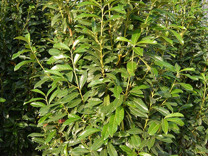 Prunus genolia 6