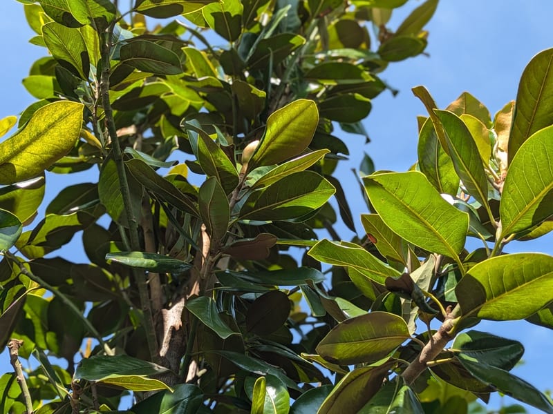 Magnolia francois treyve A