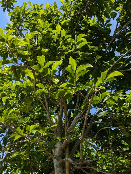 Magnolia purpurea A
