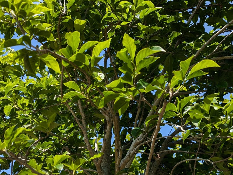 Magnolia purpurea A