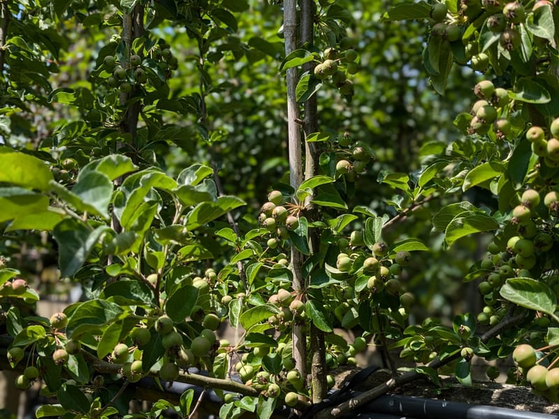 Malus butterball A
