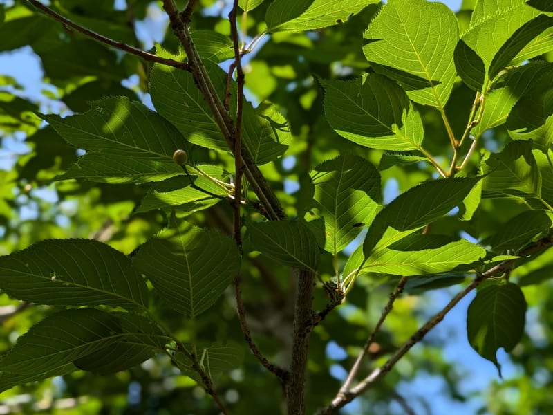 Prunus ukon A