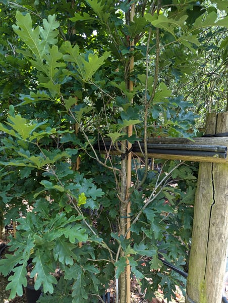 Quercus bimundorum crimschmidt A