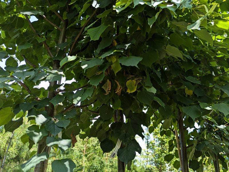 Tilia cordata greenspire A